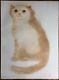 Lithographie Originale Portrait Chat Animaux Leonor Fini (1907-1996) Argentine